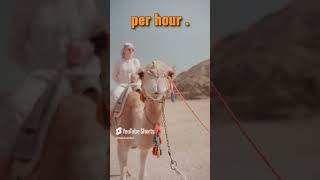 Did You Know This About Camels shortvideo facts education [upl. by Llertnac]