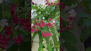 Combretum indicum flowers nature [upl. by Parent312]