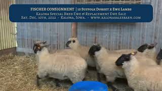 Kalona Bred Ewe amp Replacement Ewe Sale  Fischer Consignment  121022 [upl. by Durkin]