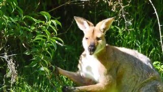 Rednecked Wallaby Macropus rufogriseus banksianus feeding on leaves [upl. by Joane]