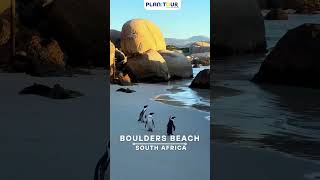 Boulders Beach South Africas Penguin Paradiseplanmytourofficial [upl. by Rickart]