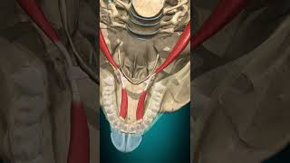 Digastric muscle action hyoid bone elevation muscle bone anatomy [upl. by Marnia488]