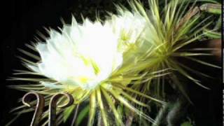 Nightblooming cereus cactus flower timelapse [upl. by Naryb]