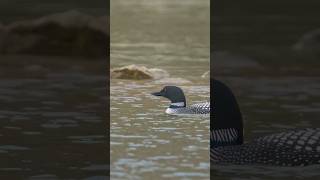 Haunting Loon Call Used In Movies [upl. by Eleazar]