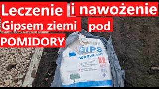 Leczenie i nawożenie gleby gipsem pod uprawę pomidorów [upl. by Nevets234]