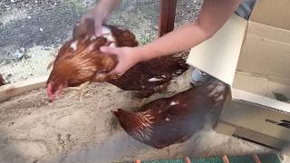 Unboxing HyLine Brown Chickens [upl. by Cathlene]