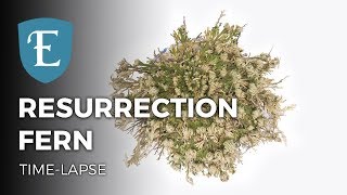 Resurrection Fern Timelapse in 4K [upl. by Nylirek903]