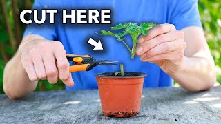 This Will Change the Way You Grow Tomatoes [upl. by Innig954]