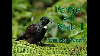 Pentax K 1 Mark II Sample Image [upl. by Verbenia451]