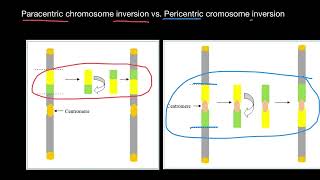 Inversion Mutations Paracentric vs Pericentric [upl. by Oidale]