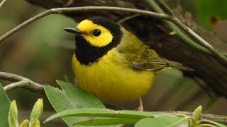 Hooded Warbler Song and Calls [upl. by Eerak]