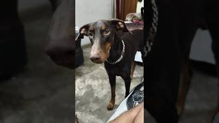 Sky kr kya rha ghumne jane ke liye 🤭 doberman dobermanlove youtubeshorts [upl. by Massimo]