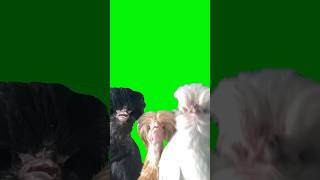 Gallinas Bailando pollo Gallinabailando baile meme igreenscreenthings lol fyp trending [upl. by Iorgo]