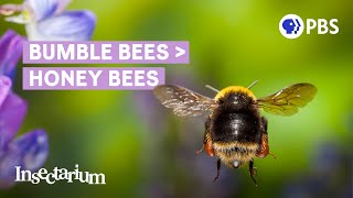 Why Bumble Bees Are the Fuzzy Heroes We Need [upl. by Bathesda]