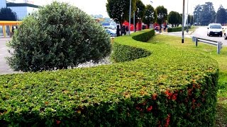 PYRACANTHA COCCINEA  USE AND MAINTENANCE [upl. by Arsuy994]