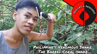 Rescued and Released The Barred Coral Snake  Philippines Deadliest [upl. by Nandor995]