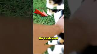 Kedi Aslanı Korkutuyor 😱 [upl. by Assillam]