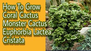 How To Grow Coral Cactus Monster Cactus EuphorbiaLacteaCristata  Gardening and junk art [upl. by Amlet969]