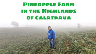 Coolest Pineapple Farm in Negros Island [upl. by Amimej]