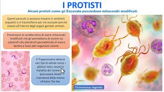 I PROTISTI [upl. by Elie]