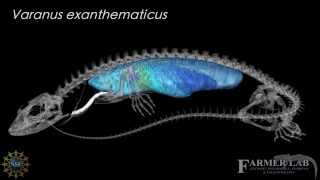 3D model of the skeletal and pulmonary anatomy of Varanus exanthematicus [upl. by Ayotnahs996]