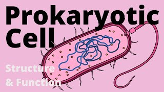 Chromosome Structure and Organization [upl. by Walczak]