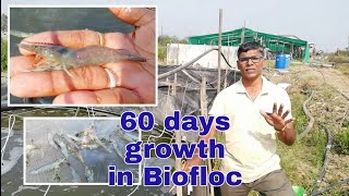 Prawn Farming in Homemade Biofloc  60 days Update  batch 3  part 3  Shrimp Vannamei [upl. by Frierson]