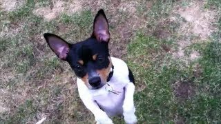 Meet Baxter Average play day for a Toy Fox Terrier pup [upl. by Ellimaj]