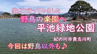 愛犬と行ってみました「平池緑地公園」紀の川市貴志川町  野鳥以外の生物♪ [upl. by Aveneg]