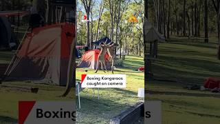 Campsite kangaroo brawl caught on camera [upl. by Tselec]