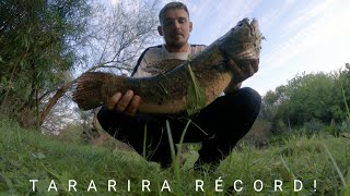 ENORME TARARIRA Y DORADOS CON MINI REEL Y MINI SEÑUELO UN LUGAR LLENO DE PECES PESCA CON SEÑUELO [upl. by Htenay159]