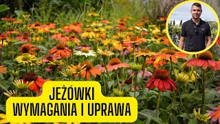 Jeżówka  wymagania i uprawa kwitnąca bylina o niesamowitej ilości kolorów kwiatów [upl. by Elena]