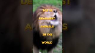 Top 10 deadliest animals in the world [upl. by Ainatit165]