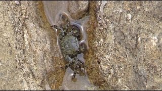 Pachygrapsus marmoratus  Rennkrabbe Marbled Crab [upl. by Pega]