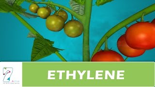 ETHYLENE [upl. by Wetzel769]