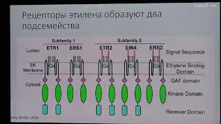 Лабунская ЕА  Рост и развитие растений  11 Этилен Созревание плодов Брассиностероиды [upl. by Leifer]