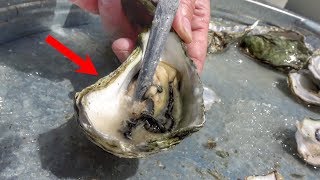 Whats inside an Oyster [upl. by Irrot]