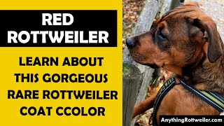 Red Rottweiler Learn About This Gorgeous Rare Rottweiler Coat Color [upl. by Hamnet]