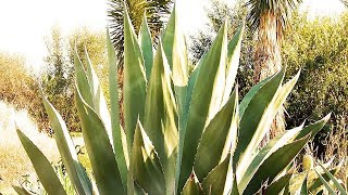 Lo Bueno Del Maguey 🌺 Hoja De Maguey Para Que Sirve [upl. by Harias]