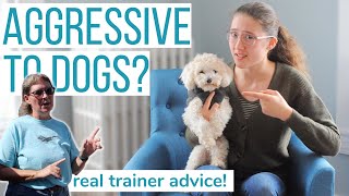 IS YOUR MALTIPOO AGGRESSIVE  Answers from a REAL Dog Trainer [upl. by Pedrick137]