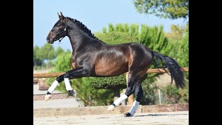 Volcan de Susaeta  Spanish colt by POETA DE SUSAETA  3 year´s old 163m [upl. by Alicul357]