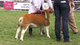 Royal Welsh Show 2017 Interbreed sheep champion [upl. by Meensat]