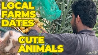 Local farms dates  Cute animals [upl. by Marina]