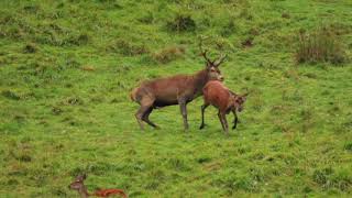 Brame du cerf en Pays dAspet N°5 le 30 septembre 2017 [upl. by Nappie]