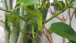 Amazing Worm grub worm creeanimals domesticanimals caterpillar vertebrates pets amazing [upl. by Emarej]