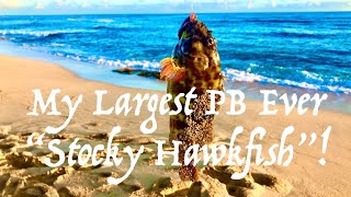 My LARGEST PB Ever HOGZILLA Hawkfish [upl. by Aydiv]