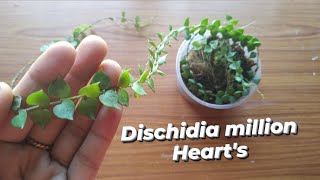 Dischidia Million heartsDischidia million hearts repottingd and carepotting mix [upl. by Gwenni]