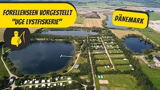 Forellenseen vorgestellt Uge Lystfiskerie Dänemark [upl. by Julia]