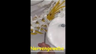 Nervengewebe 2  Aus was besteht ein peripherer Nerv [upl. by Tolley610]