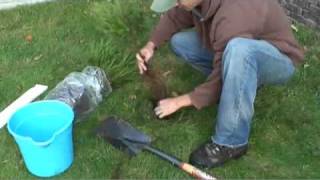 Evergreen Tree Planting Instructions [upl. by Lorrad]